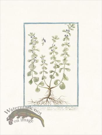 Bonelli 251 Ironwort